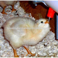 El mejor bebedero automático de agua para aves de corral para el pollo de engorde